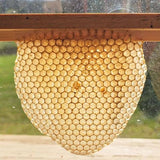 Beeswax Candle Tree