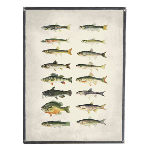 Vintage Fish Print