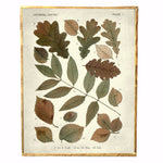 Vintage Autumn Leaves Print