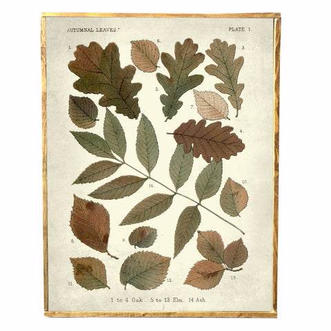 Vintage Autumn Leaves Print