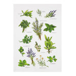 Field Guide Herbs Printed Kitchen Towel